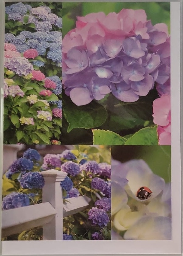 Blanco kaart met afbeelding van Hortensia bloemen.